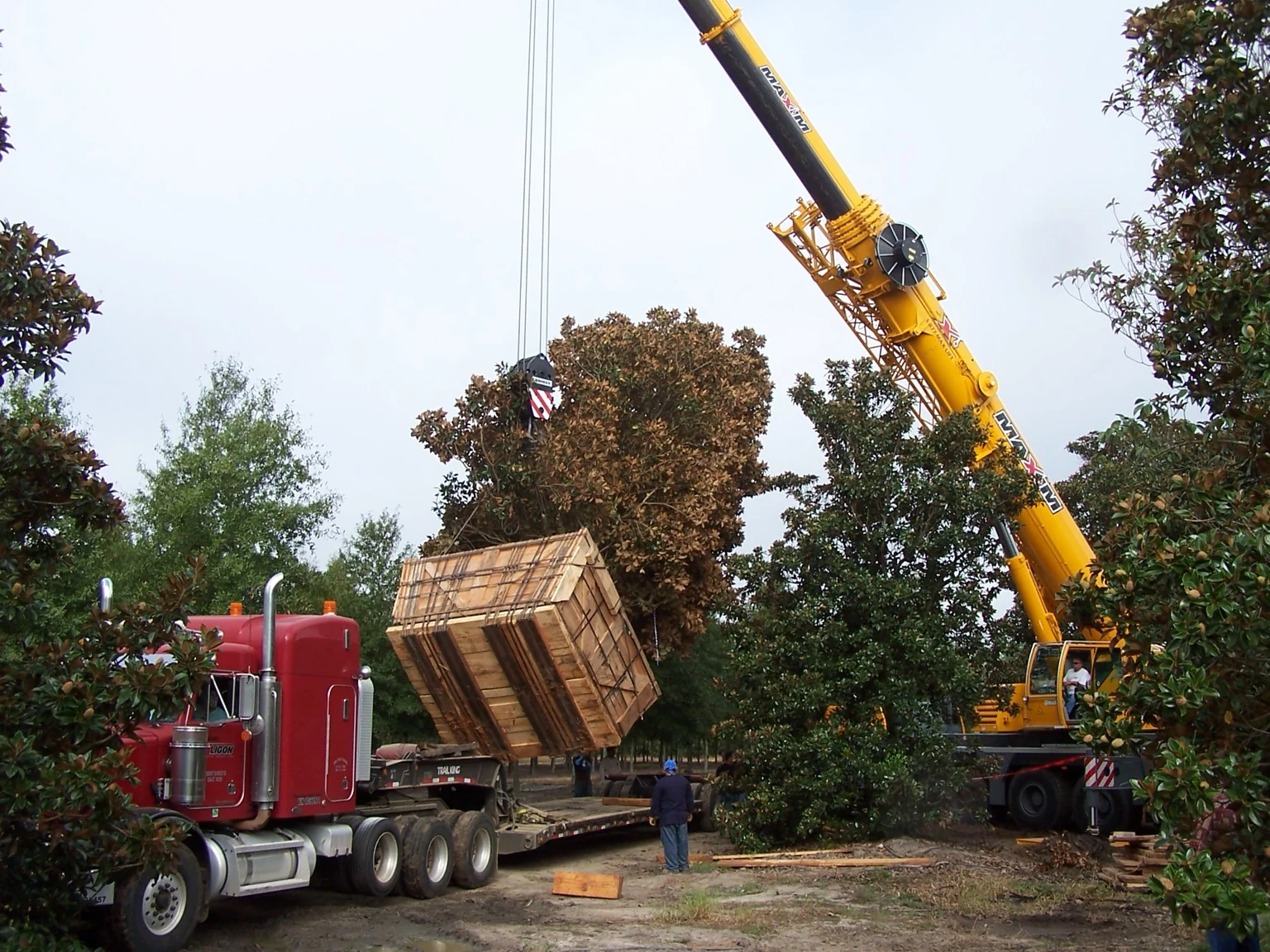 Crane lifting a large boxed tree beside a transport truck