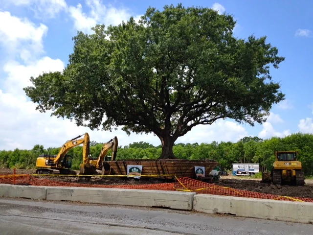 Large specimen tree at a prepared root ball with excavation equipment