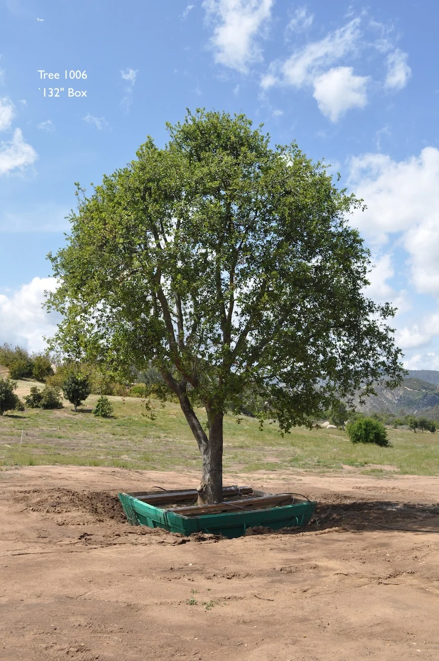 Mature tree with a prepared root ball in an open field