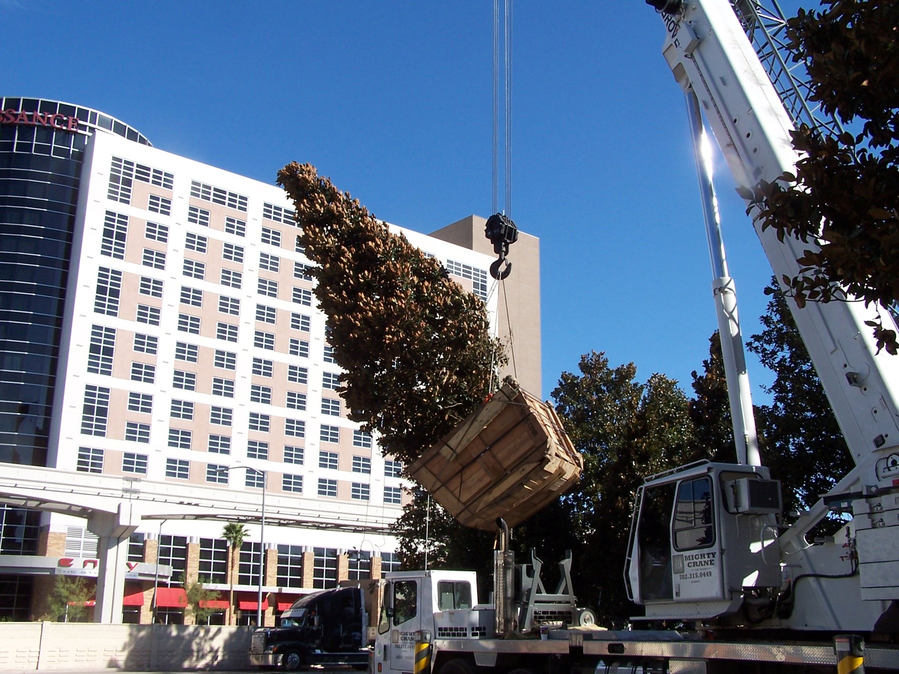 Historical crane operation handling a mature tree