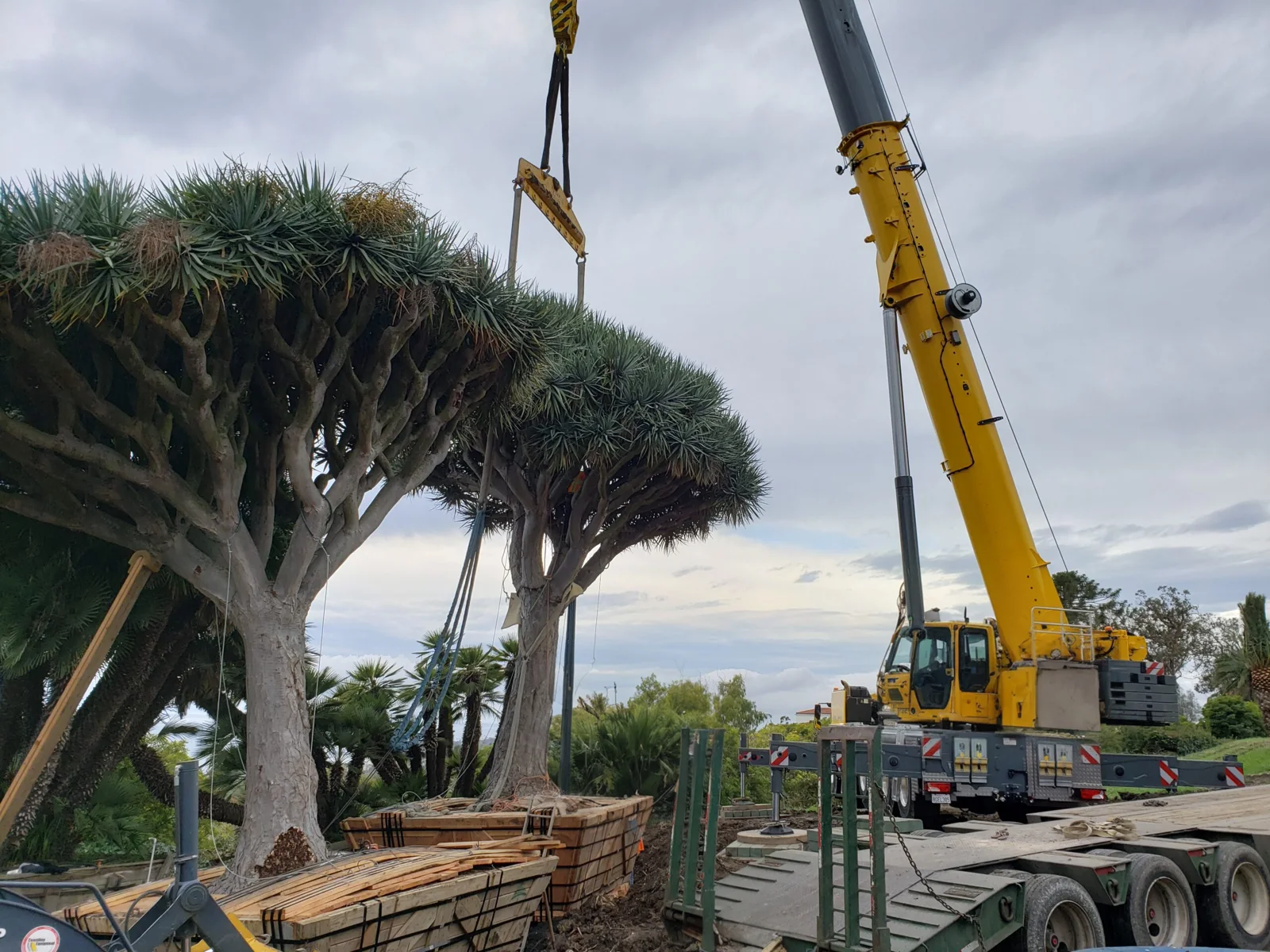 Crane handling a mature tree during a past project