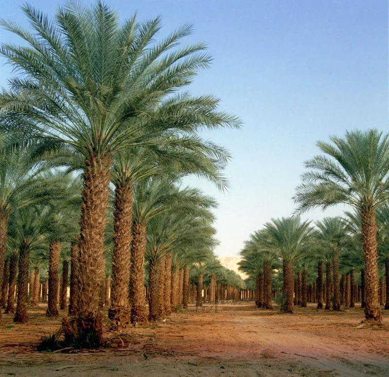 Medjool palm example from the grower archive