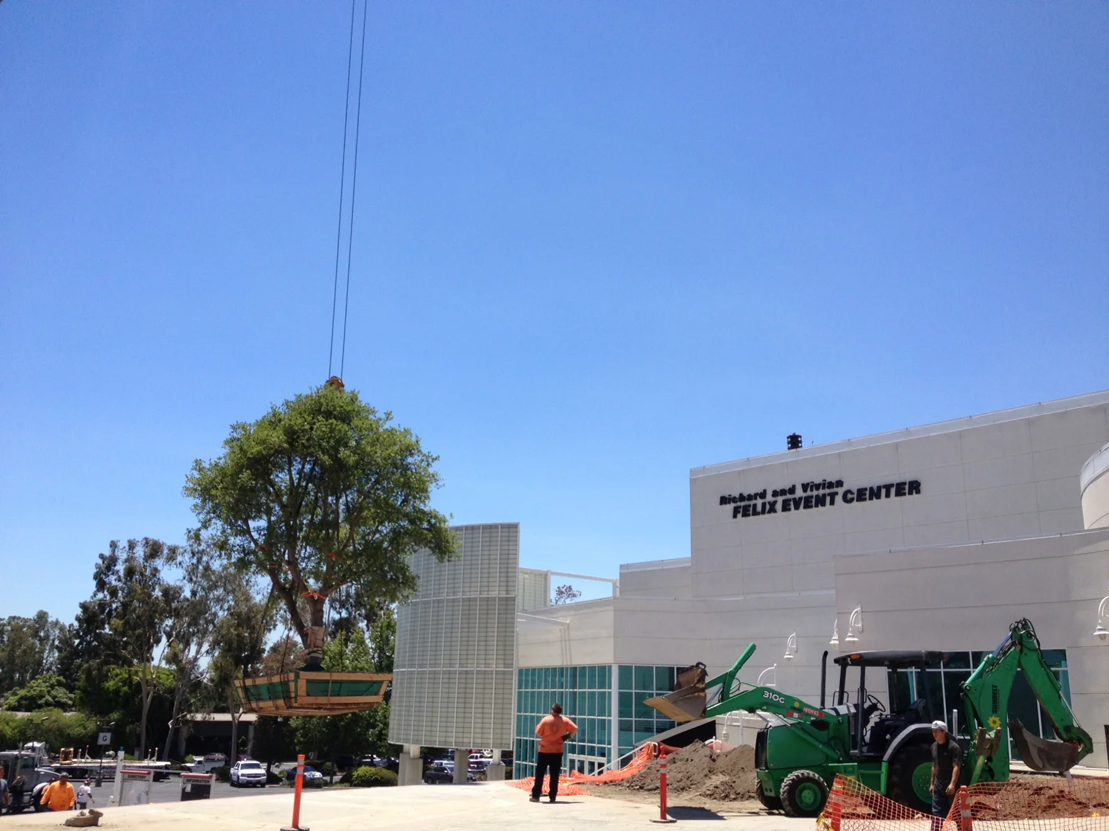 Mature specimen tree handled on a previous commercial project