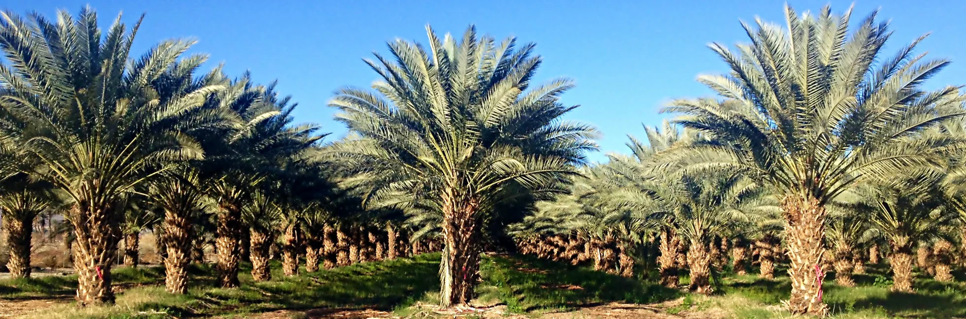 Mature date palms in a field