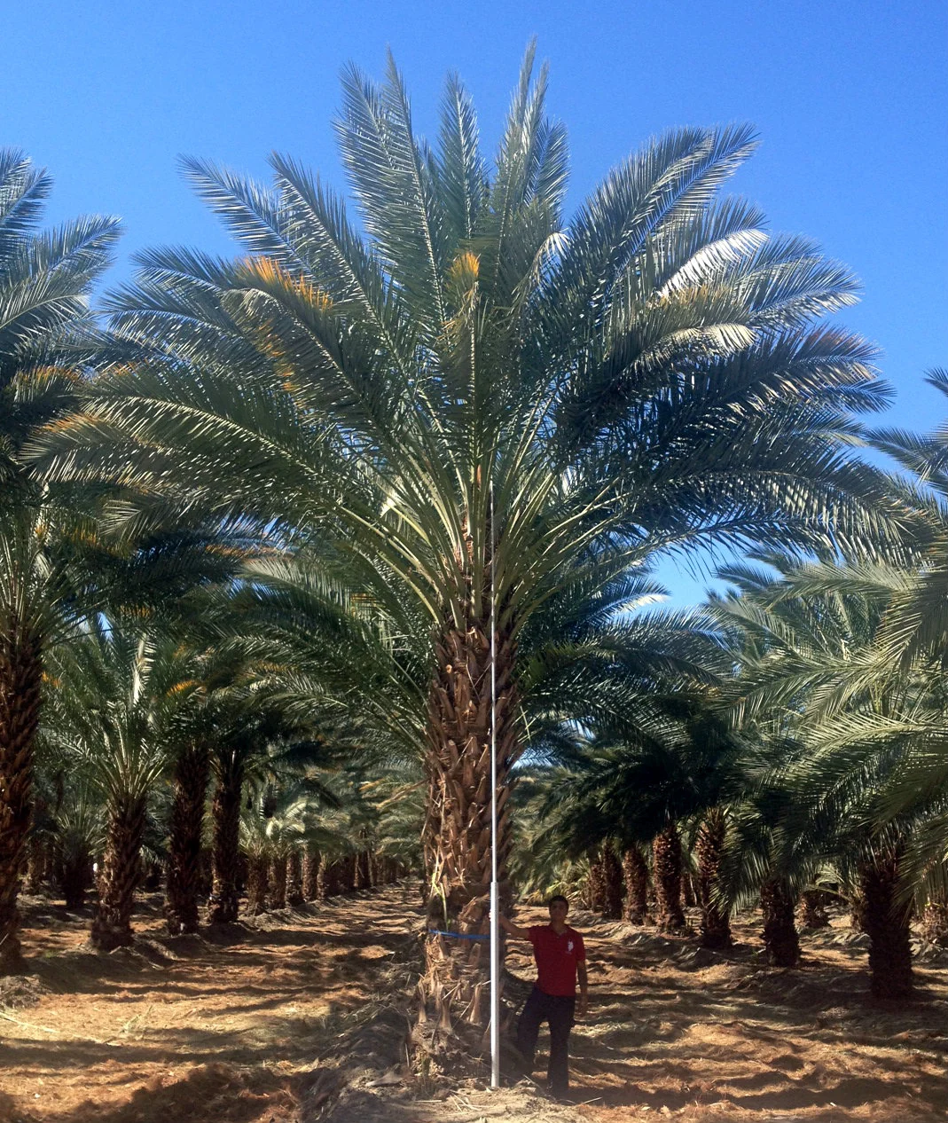 Single statement palms