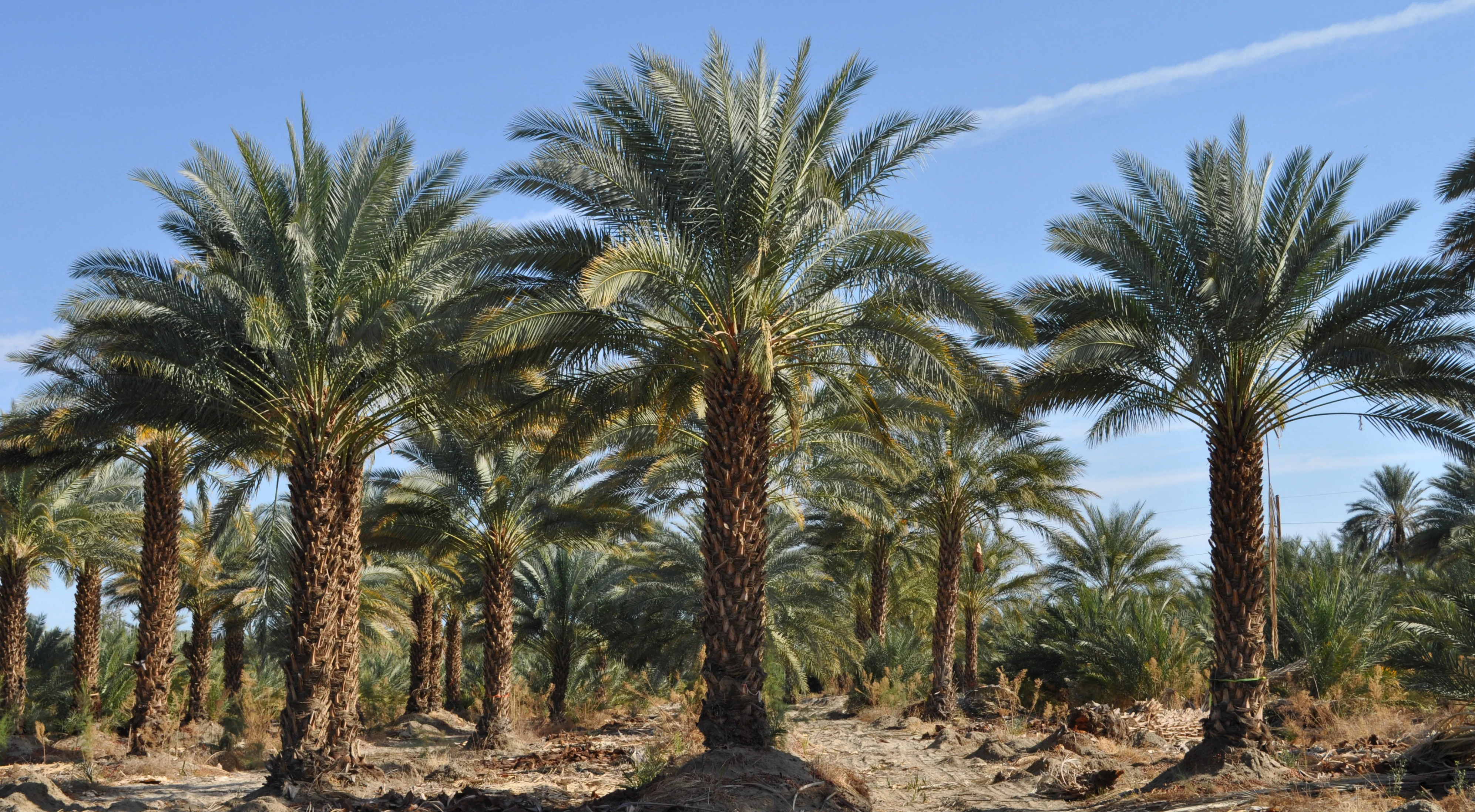 Mature date palms with full crowns in a grower field